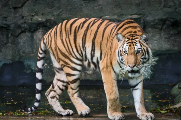 Jeune Tigre Rampant Pour Proie Animal Sauvage Dans Nature — Photo