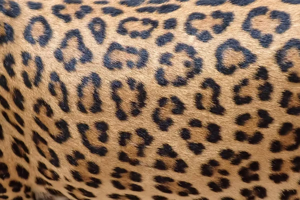 Fundal Blană Leopard Blană Reală — Fotografie, imagine de stoc