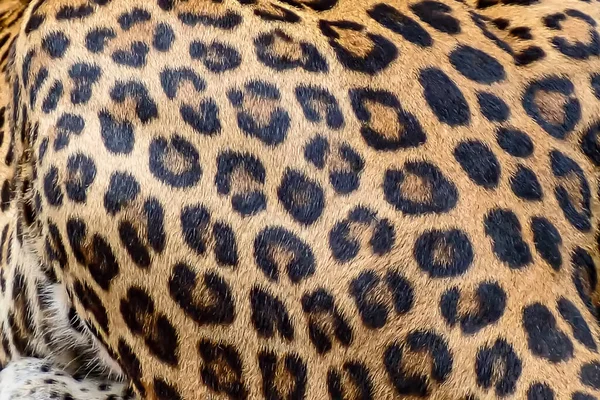 Fondo Piel Leopardo Piel Real — Foto de Stock