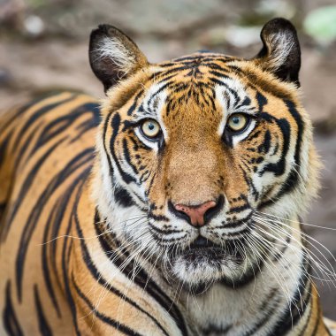 Bir kaplanın yüzüne yakın çekim. (Panthera tigris corbetti) doğal habitatta, Tayland 'da doğal habitatta vahşi ve tehlikeli bir hayvan