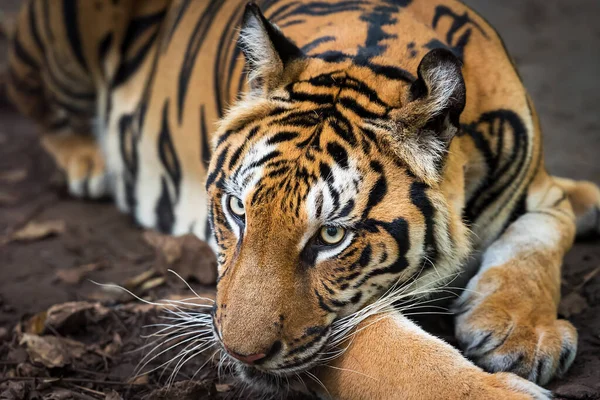 stock image Tiger resting during the day in a zoo enclosure / wild animal in nature