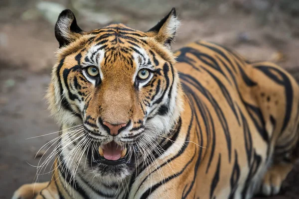 Tijger Keek Heel Eng Aan Panthera Tigris Corbetti Natuurlijke Habitat — Stockfoto