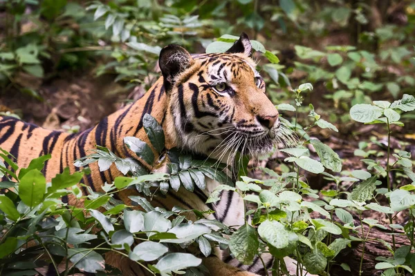 Tijger Zoek Naar Voedsel Het Bos Panthera Tigris Corbetti Natuurlijke — Stockfoto