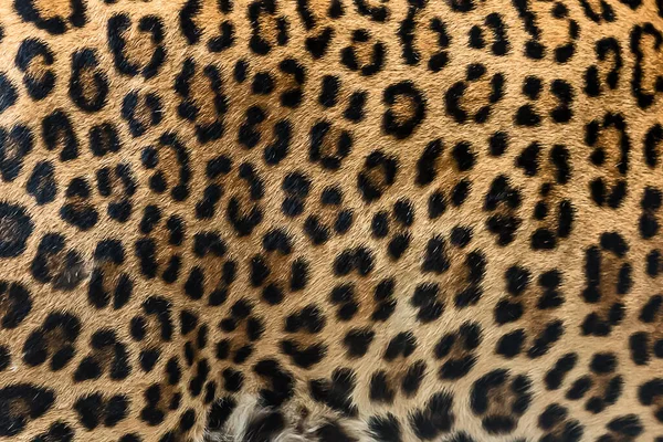 Leopar kürkü arka planı (gerçek kürk)