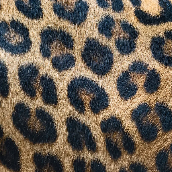 Fondo Piel Leopardo Piel Real —  Fotos de Stock