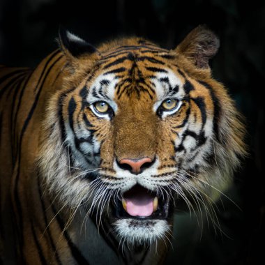 Bir kaplanın yüzüne yakın çekim. (Panthera tigris corbetti) doğal habitatta, Tayland 'da doğal habitatta vahşi ve tehlikeli bir hayvan