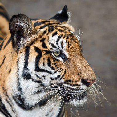 Bir kaplanın yüzüne yakın çekim. (Panthera tigris corbetti) doğal habitatta, Tayland 'da doğal habitatta vahşi ve tehlikeli bir hayvan
