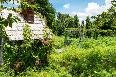 Sarı çiçek tarlaları, kozmos ve eski kulübeler