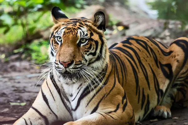 Tijger Die Overdag Rust Een Dierentuin Wild Dier Natuur — Stockfoto