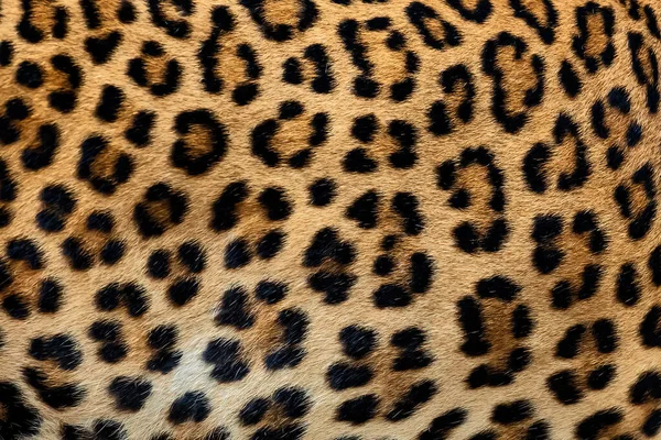 Γούνα Leopard Φόντο Πραγματική Γούνα — Φωτογραφία Αρχείου