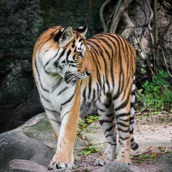 Der Tiger Steht Etwas Mit Interesse Betrachten — Stockfoto