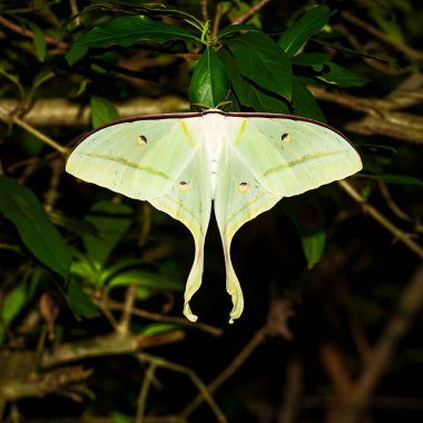 Ay güvesi - Actias ningpoana, Tayland 'daki Asya ormanlarından güzel sarı-yeşil bir güve..
