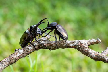 Böcekler, böcekler, dev gergedan böceği, erkek ve dişi (Chalcosoma Kafkasya) Tayland tropikal yaban hayatı.