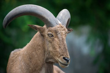 Berduş koyunlar tahta zeminde uyurlar.