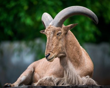 Berduş koyunlar tahta zeminde uyurlar.