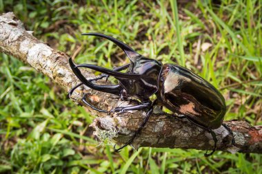 Böcekler, böcekler, dev gergedan böceği (Chalcosoma Kafkasya) Tayland 'ın tropik yaban hayatı.