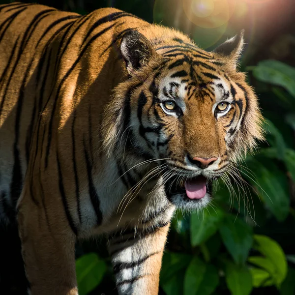 老虎在森林中觅食 在大自然中的野生动物 — 图库照片