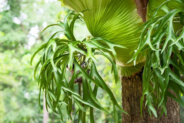 Platycerium superbum (yaygın olarak staghorn eğreltiotu olarak bilinir), eğreltiotunun bir platin türüdür.)