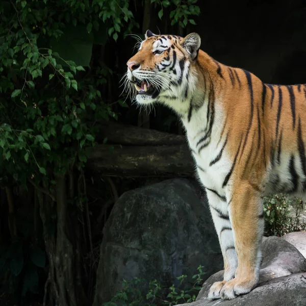 Tiger Stands Look Something Interest — Stock Photo, Image