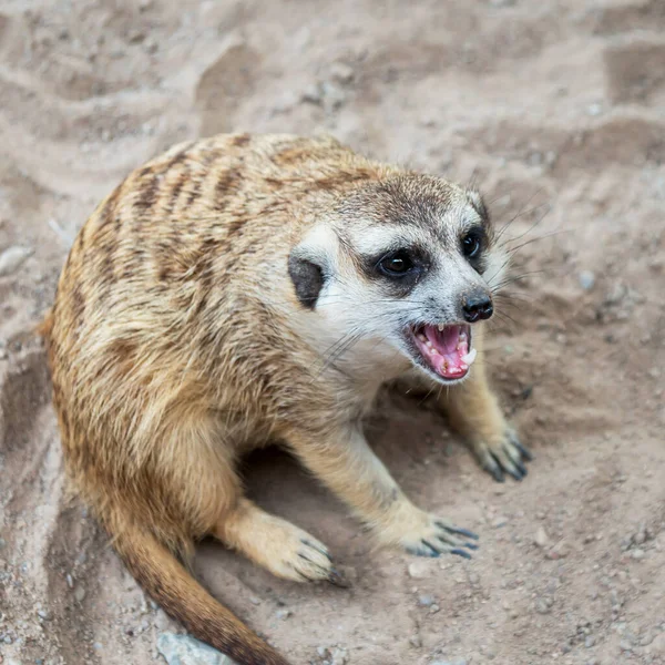 南非Meerkat的美丽照片 — 图库照片