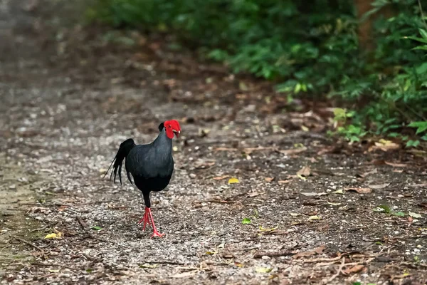 暹罗反馈 Siamese Fireback 简称Lophura Diardi 是泰国的一种自然栖息地鸟类 — 图库照片