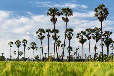Ön planda pirinç tarlası ve gök kubbesi olan bir palmiye bahçesi.
