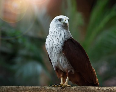 Brahminy uçurtması (