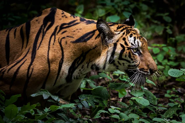 Tygrys Czołga Się Swojej Zdobyczy Polować Jedzenie — Zdjęcie stockowe