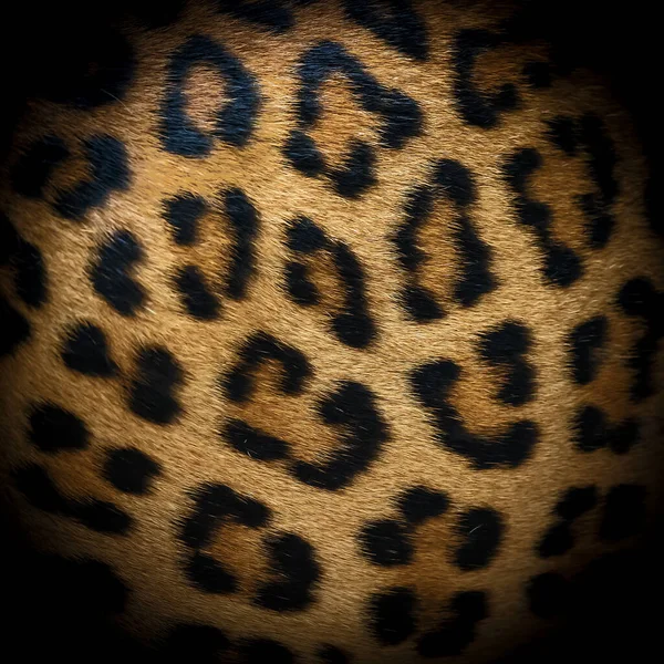 Γούνα Leopard Φόντο Πραγματική Γούνα — Φωτογραφία Αρχείου