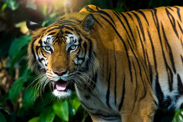 ⬇ Скачать Картинки Sibirische Tiger, Стоковые Фото Sibirische.