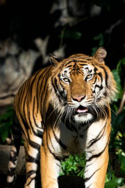 Kaplan ormanda yiyecek bir şeyler arıyor. (Panthera tigris corbetti) doğal habitatta, Tayland 'da doğal habitatta vahşi ve tehlikeli bir hayvan.