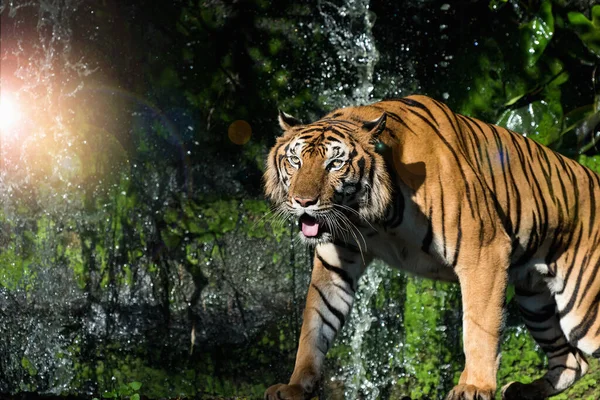 虎は食べ物を見つけるために森の中を歩く パンサー ティグリス コルベット タイの自然生息地 自然生息地で野生の危険な動物 — ストック写真