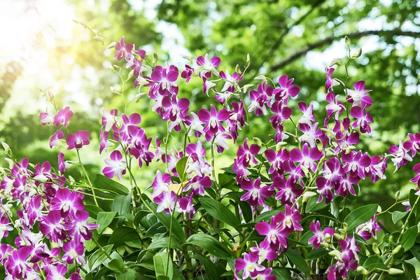 Lila Orchideák Amelyeket Kertben Mutattak — Stock Fotó