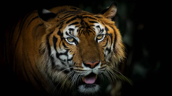 Tigre Caminha Floresta Para Encontrar Comida Panthera Tigris Corbetti Habitat — Fotografia de Stock