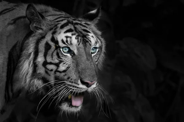 白い虎は森の中で食べ物を探しています パンサー ティグリス コルベット タイの自然生息地 自然生息地で野生の危険な動物 — ストック写真