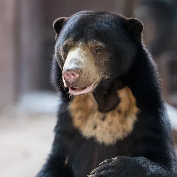Малайский Медведь Мед Медведь Ursus Malayanus — стоковое фото