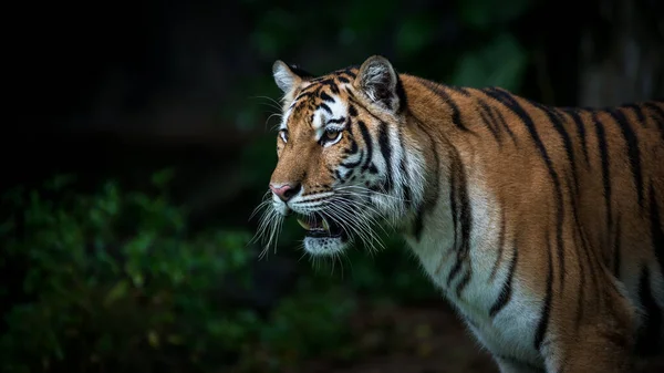 老虎站在那里饶有兴趣地看着什么东西 Panthera Tigris Corbetti Natural Habitat Wild Dangerous Animal Natural — 图库照片