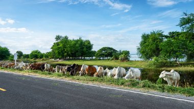 Tayland kırsalında yol kenarında sığır yetiştiren Taylandlı Brahman