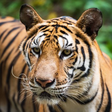 Kaplan ormanda yiyecek bir şeyler arıyor. (Panthera tigris corbetti) doğal habitatta, Tayland 'da doğal habitatta vahşi ve tehlikeli bir hayvan.
