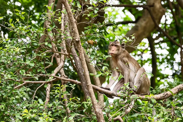 Das Tägliche Leben Kleiner Affen Tropische Wälder Thailand — Stockfoto