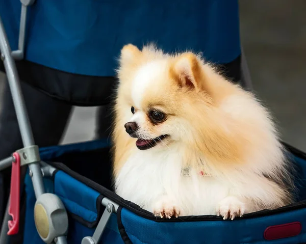 pomeranian stroller