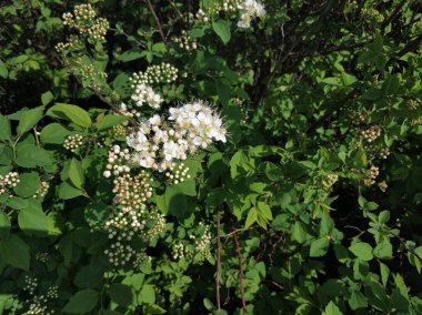 Yeşil yapraklardan oluşan arka planda açan beyaz çiçekler. Bahar.
