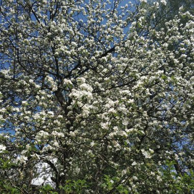 Beyaz renklerde ağaç dalları. Elma ağacı çiçek açtı. Mavi gökyüzüne karşı ağaç. Bahar.