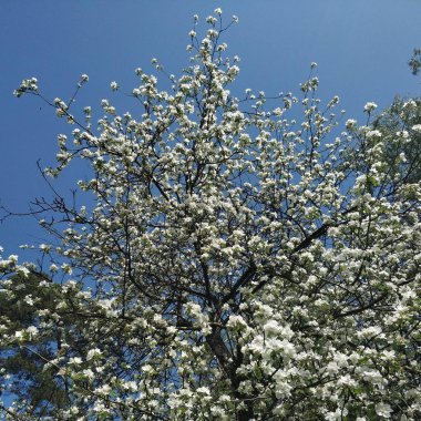 Beyaz renklerde ağaç dalları. Elma ağacı çiçek açtı. Mavi gökyüzüne karşı ağaç. Bahar.