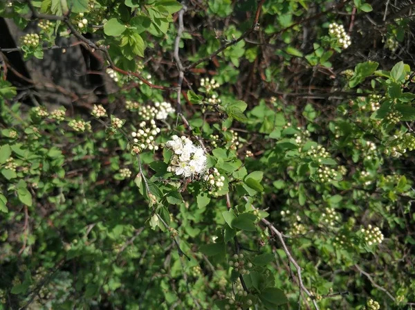 White Blooming Flowers Background Green Leaves Spring — Stock Photo, Image