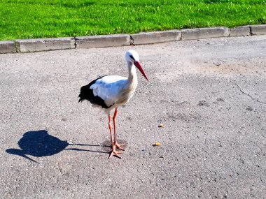 Beyaz leylek şehirde dolaşıyor. Ağaçların arka planında leylek.