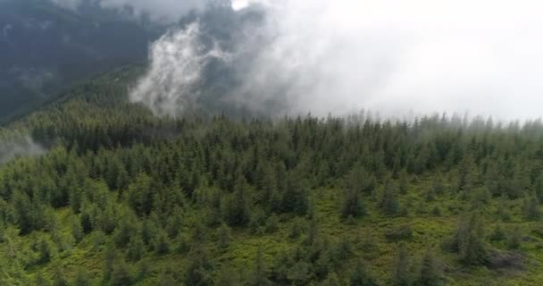Vue de dessus des pins après la pluie — Video