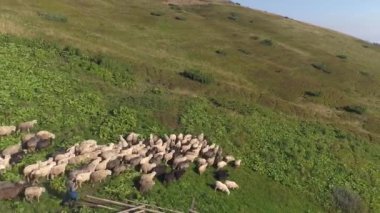 Koyun koyun dağlara gidiyor