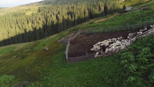 Вівчарка з вівцями — стокове відео