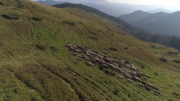 Sheeps sheep are sent to the mountains with a shepherd — Stock Video